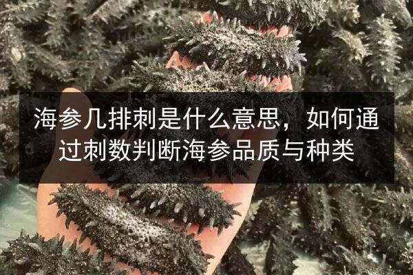 海参几排刺是什么意思,如何通过刺数判断海参品质与种类
