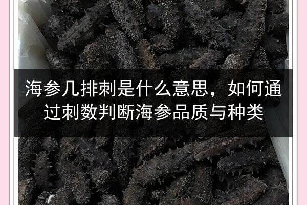 海参几排刺是什么意思,如何通过刺数判断海参品质与种类