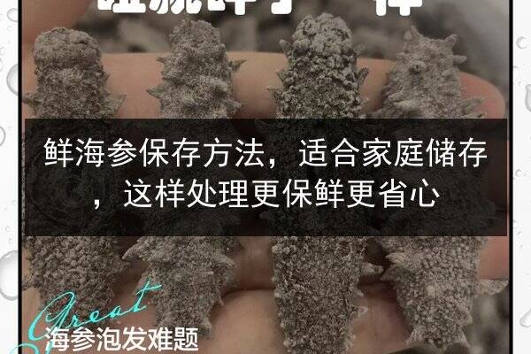 鲜海参保存方法，适合家庭储存，这样处理更保鲜更省心