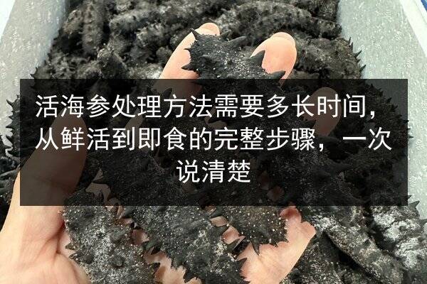 活海参处理方法需要多长时间，从鲜活到即食的完整步骤，一次说清楚