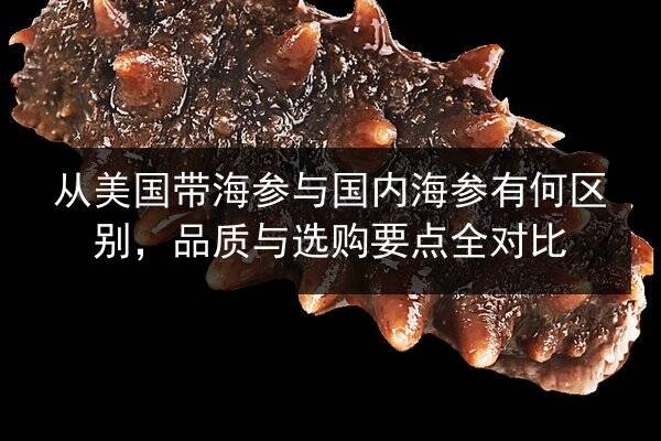 从美国带海参与国内海参有何区别,品质与选购要点全对比