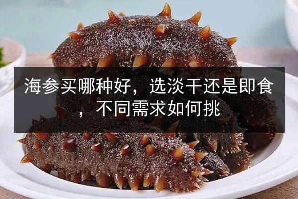 海参买哪种好,选淡干还是即食,不同需求如何挑