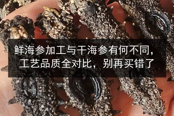 鲜海参加工与干海参有何不同,工艺品质全对比,别再买错了