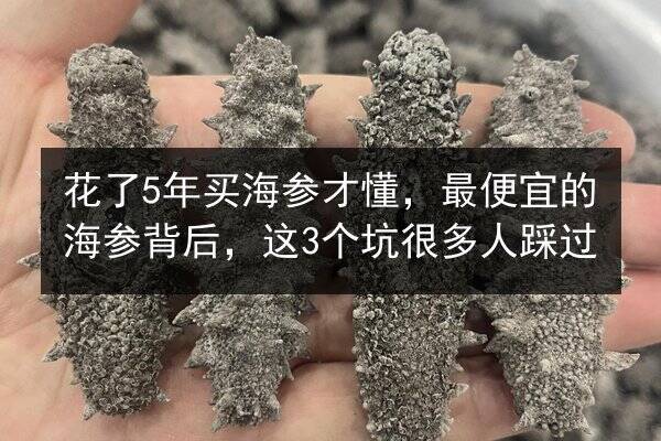 花了5年买海参才懂,最便宜的海参背后,这3个坑很多人踩过
