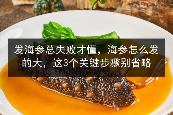 发海参总失败才懂，海参怎么发的大，这3个关键步骤别省略