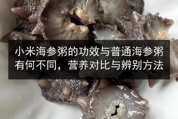 小米海参粥的功效与普通海参粥有何不同，营养对比与辨别方法