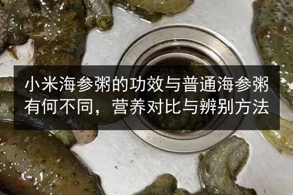 小米海参粥的功效与普通海参粥有何不同，营养对比与辨别方法