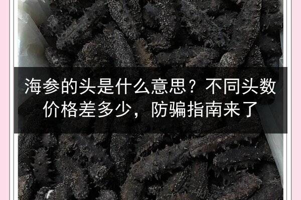 海参的头是什么意思?不同头数价格差多少,防骗指南来了
