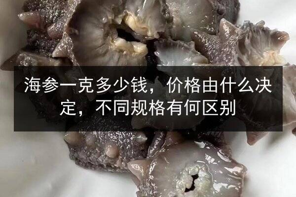 海参一克多少钱,价格由什么决定,不同规格有何区别