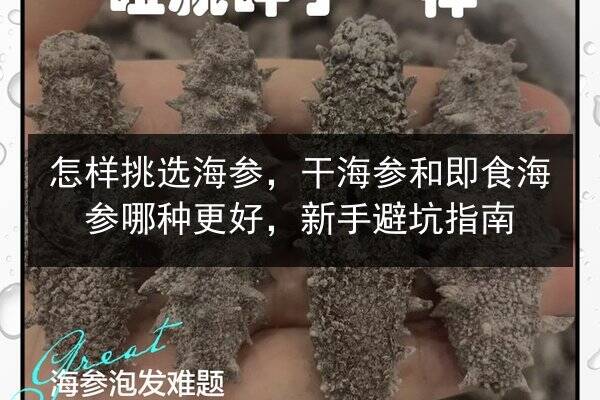 怎样挑选海参，干海参和即食海参哪种更好，新手避坑指南