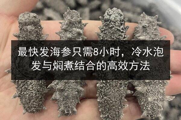 最快发海参只需8小时,冷水泡发与焖煮结合的高效方法