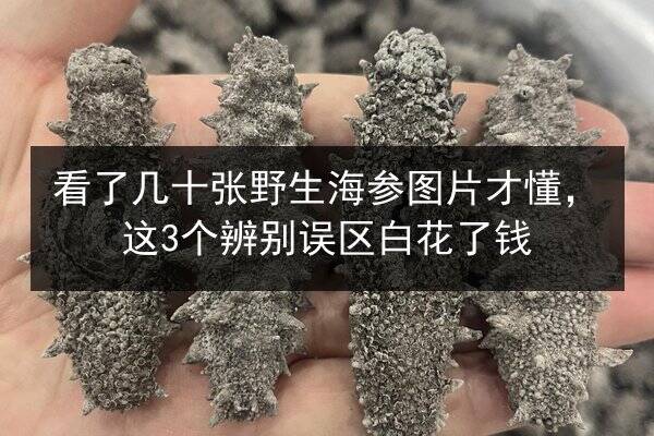 看了几十张野生海参图片才懂,这3个辨别误区白花了钱