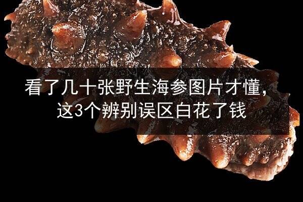 看了几十张野生海参图片才懂,这3个辨别误区白花了钱