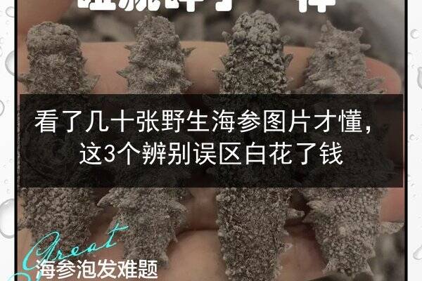 看了几十张野生海参图片才懂,这3个辨别误区白花了钱