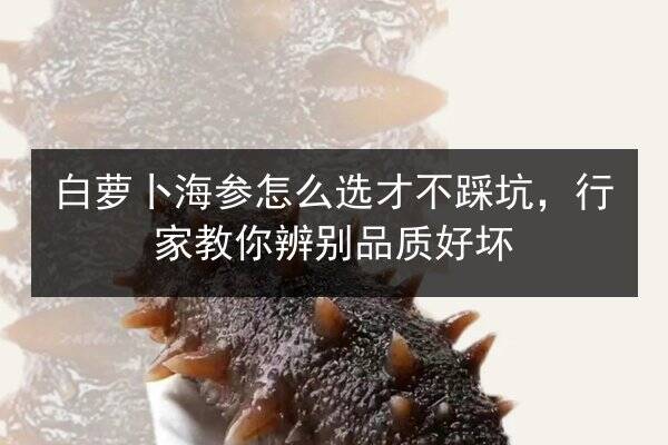 白萝卜海参怎么选才不踩坑,行家教你辨别品质好坏