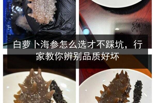 白萝卜海参怎么选才不踩坑,行家教你辨别品质好坏