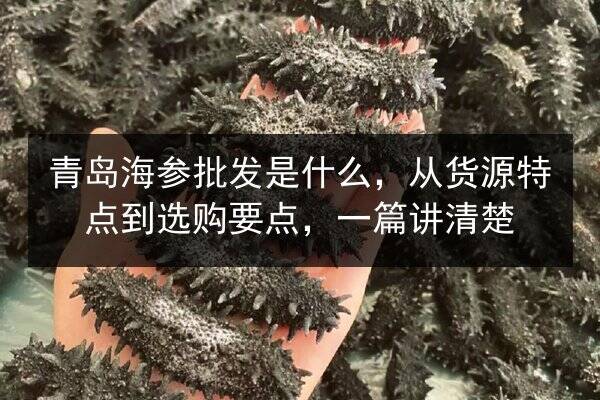 青岛海参批发是什么，从货源特点到选购要点，一篇讲清楚