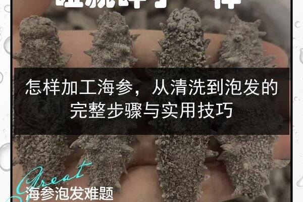 怎样加工海参，从清洗到泡发的完整步骤与实用技巧