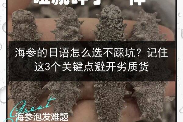 海参的日语怎么选不踩坑?记住这3个关键点避开劣质货