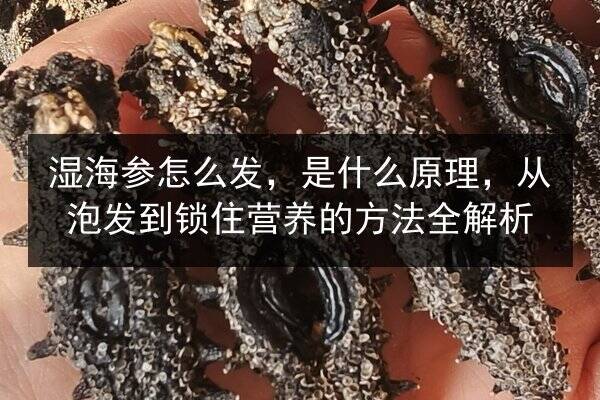 湿海参怎么发,是什么原理,从泡发到锁住营养的方法全解析