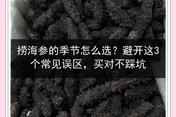 捞海参的季节怎么选？避开这3个常见误区，买对不踩坑