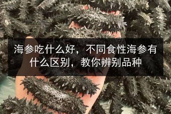 海参吃什么好,不同食性海参有什么区别,教你辨别品种