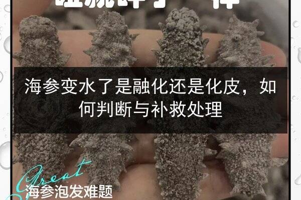 海参变水了是融化还是化皮，如何判断与补救处理