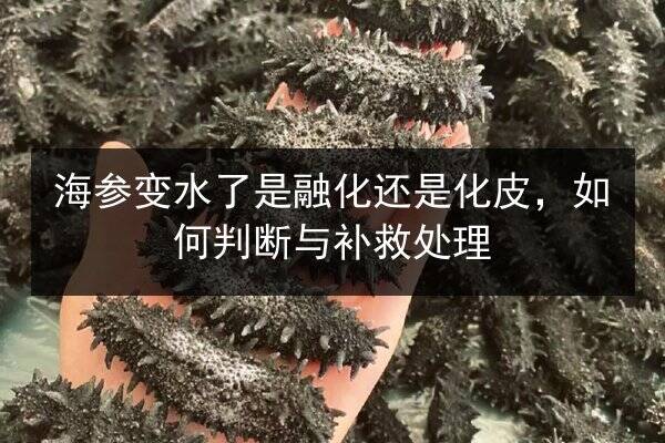 海参变水了是融化还是化皮，如何判断与补救处理