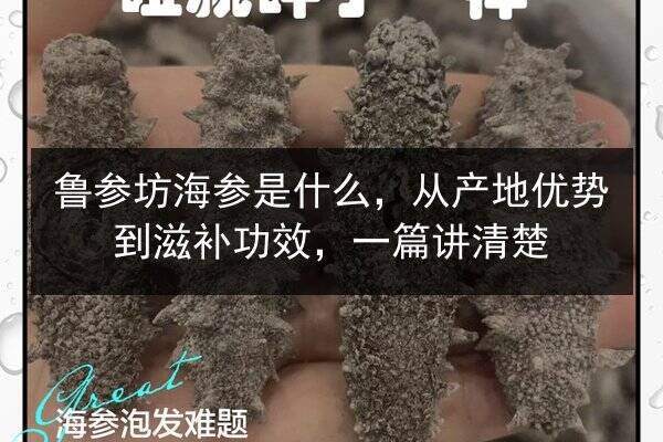 鲁参坊海参是什么,从产地优势到滋补功效,一篇讲清楚