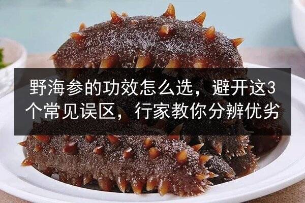 野海参的功效怎么选,避开这3个常见误区,行家教你分辨优劣