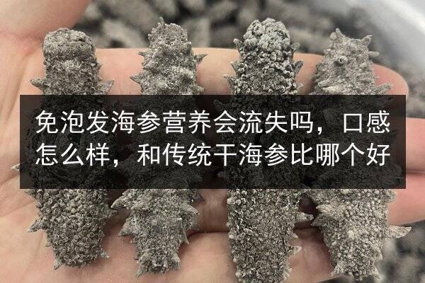 免泡发海参营养会流失吗,口感怎么样,和传统干海参比哪个好