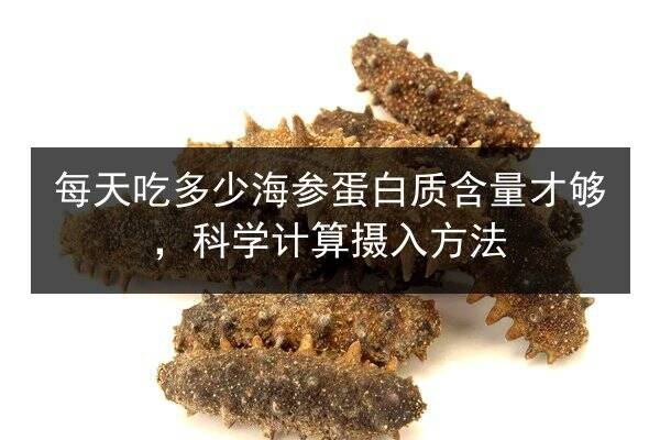 每天吃多少海参蛋白质含量才够,科学计算摄入方法