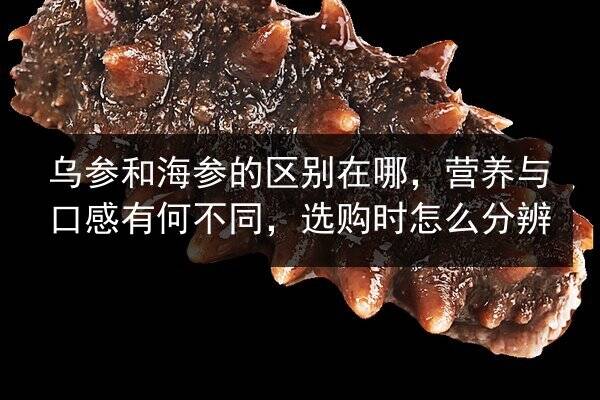 乌参和海参的区别在哪,营养与口感有何不同,选购时怎么分辨
