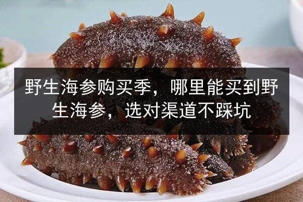 野生海参购买季，哪里能买到野生海参，选对渠道不踩坑