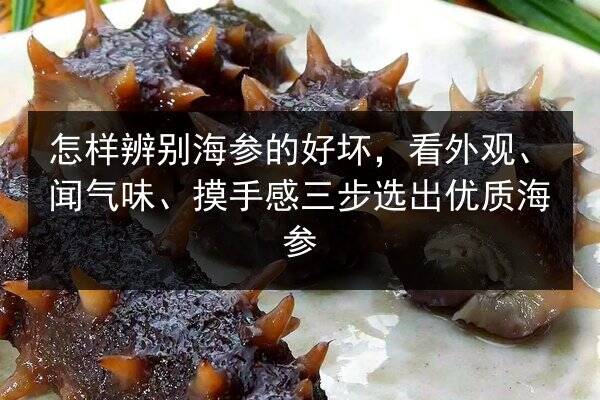 怎样辨别海参的好坏,看外观、闻气味、摸手感三步选出优质海参