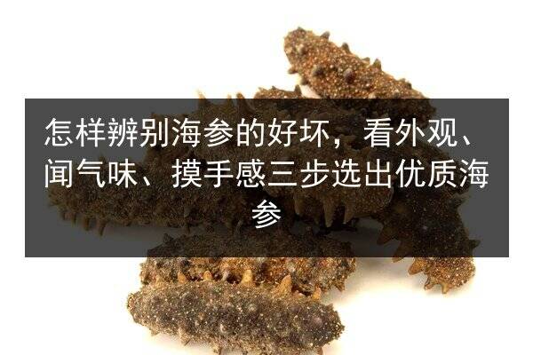 怎样辨别海参的好坏,看外观、闻气味、摸手感三步选出优质海参