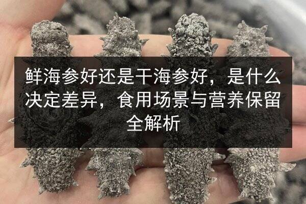 鲜海参好还是干海参好,是什么决定差异,食用场景与营养保留全解析
