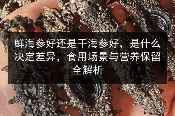鲜海参好还是干海参好,是什么决定差异,食用场景与营养保留全解析