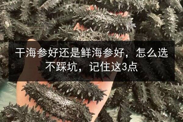 干海参好还是鲜海参好，怎么选不踩坑，记住这3点