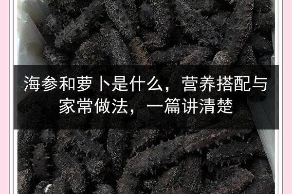 海参和萝卜是什么，营养搭配与家常做法，一篇讲清楚