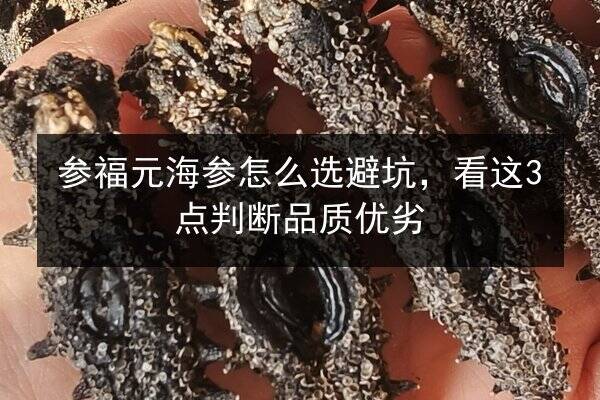 参福元海参怎么选避坑，看这3点判断品质优劣