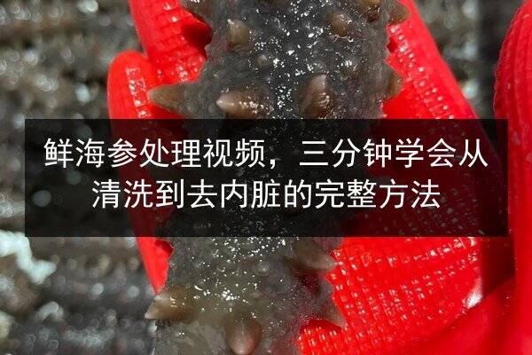 鲜海参处理视频,三分钟学会从清洗到去内脏的完整方法