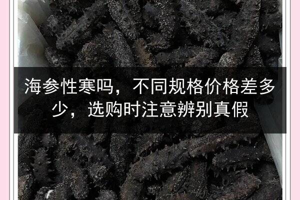 海参性寒吗，不同规格价格差多少，选购时注意辨别真假