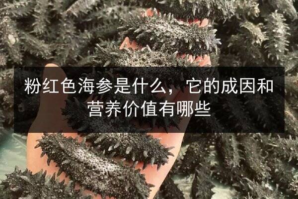 粉红色海参是什么,它的成因和营养价值有哪些