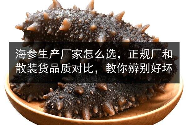 海参生产厂家怎么选,正规厂和散装货品质对比,教你辨别好坏