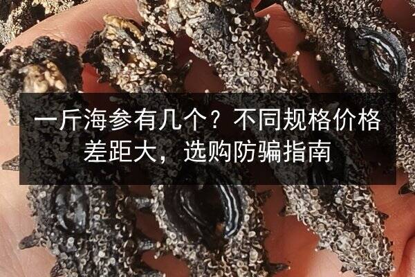 一斤海参有几个？不同规格价格差距大，选购防骗指南