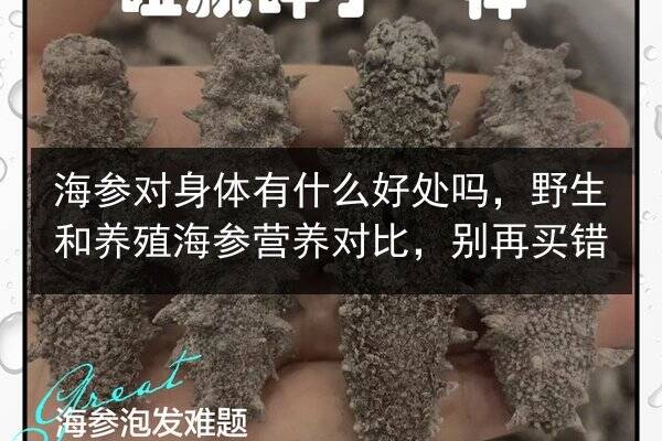 海参对身体有什么好处吗，野生和养殖海参营养对比，别再买错