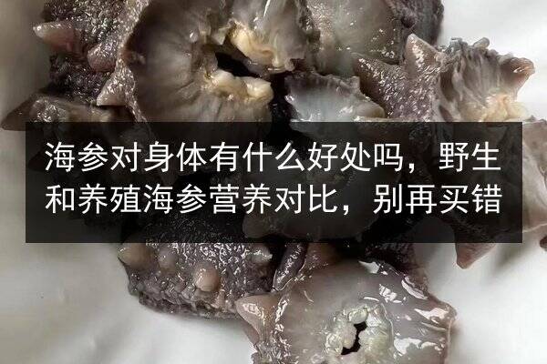 海参对身体有什么好处吗，野生和养殖海参营养对比，别再买错