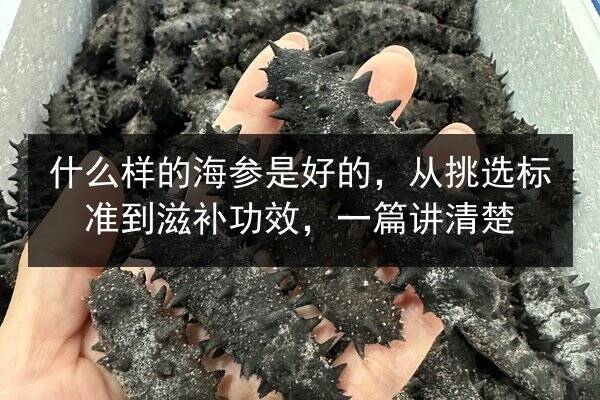 什么样的海参是好的，从挑选标准到滋补功效，一篇讲清楚
