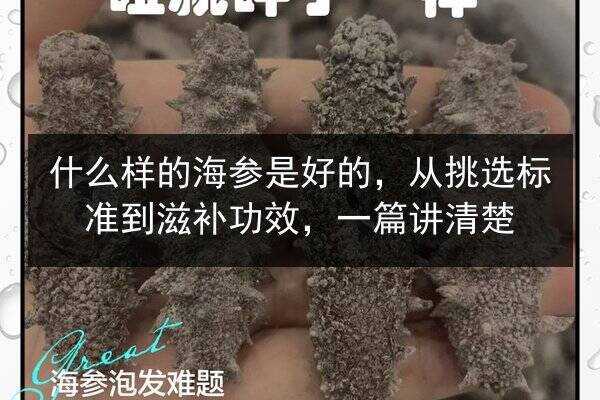 什么样的海参是好的，从挑选标准到滋补功效，一篇讲清楚